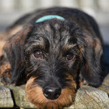 Bowfell Narrow Rolled Leather Collar