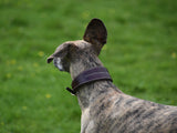 Glaramara Hound Collar