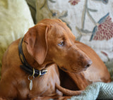 Woofgill Leather Collar